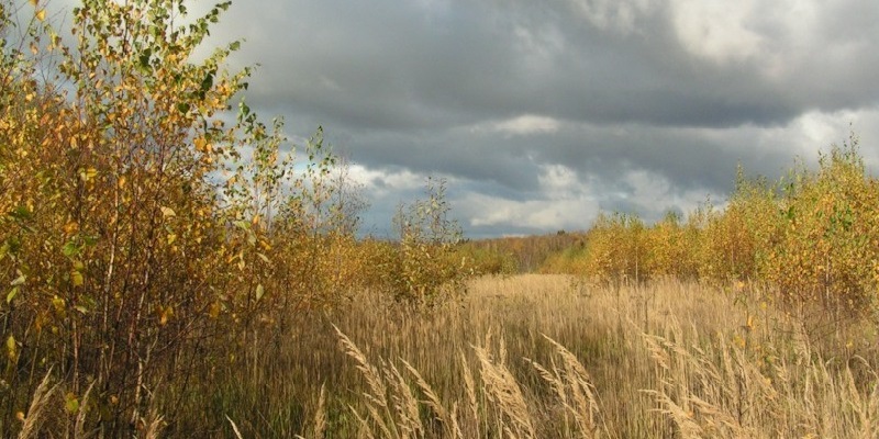 В Воронежской области агрофирму оштрафовали за сорняки на 200 тысяч